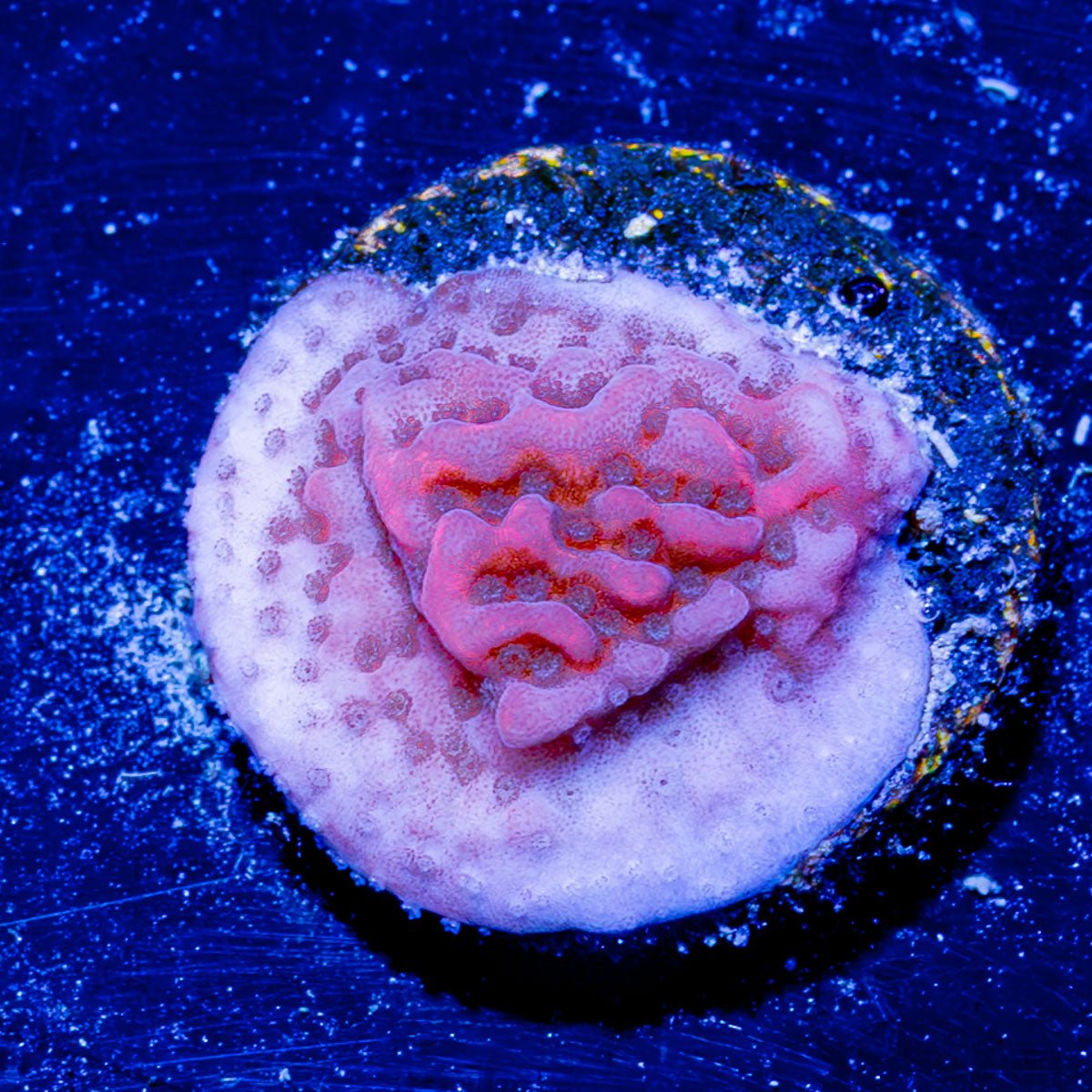 Cherry Tree Montipora - riptide aquaculture llc