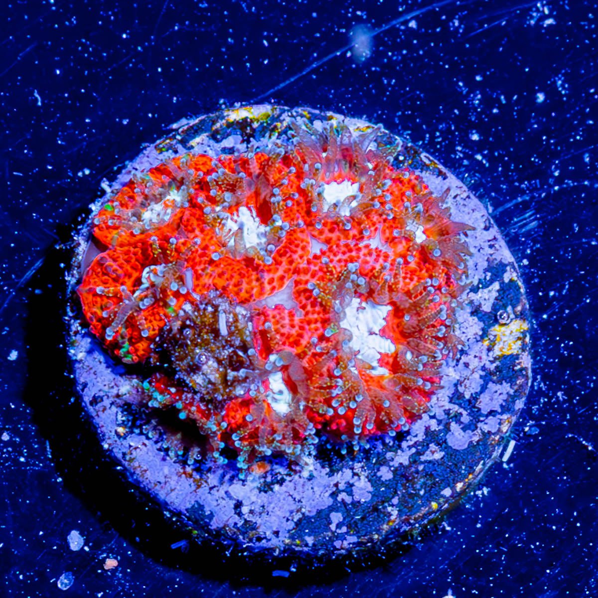 Heart Breaker acan - riptide aquaculture llc