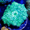 Green Leopard Mushroom - riptide aquaculture llc