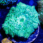 Green Leopard Mushroom - riptide aquaculture llc