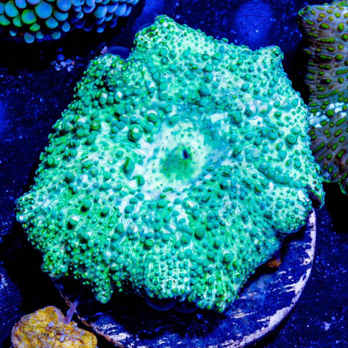 Green Leopard Mushroom - riptide aquaculture llc