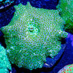 Green Leopard Mushroom - riptide aquaculture llc