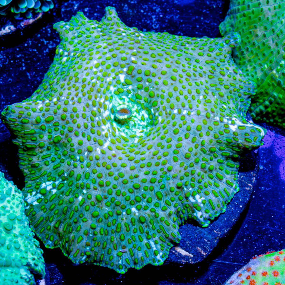 Green Leopard Mushroom - riptide aquaculture llc