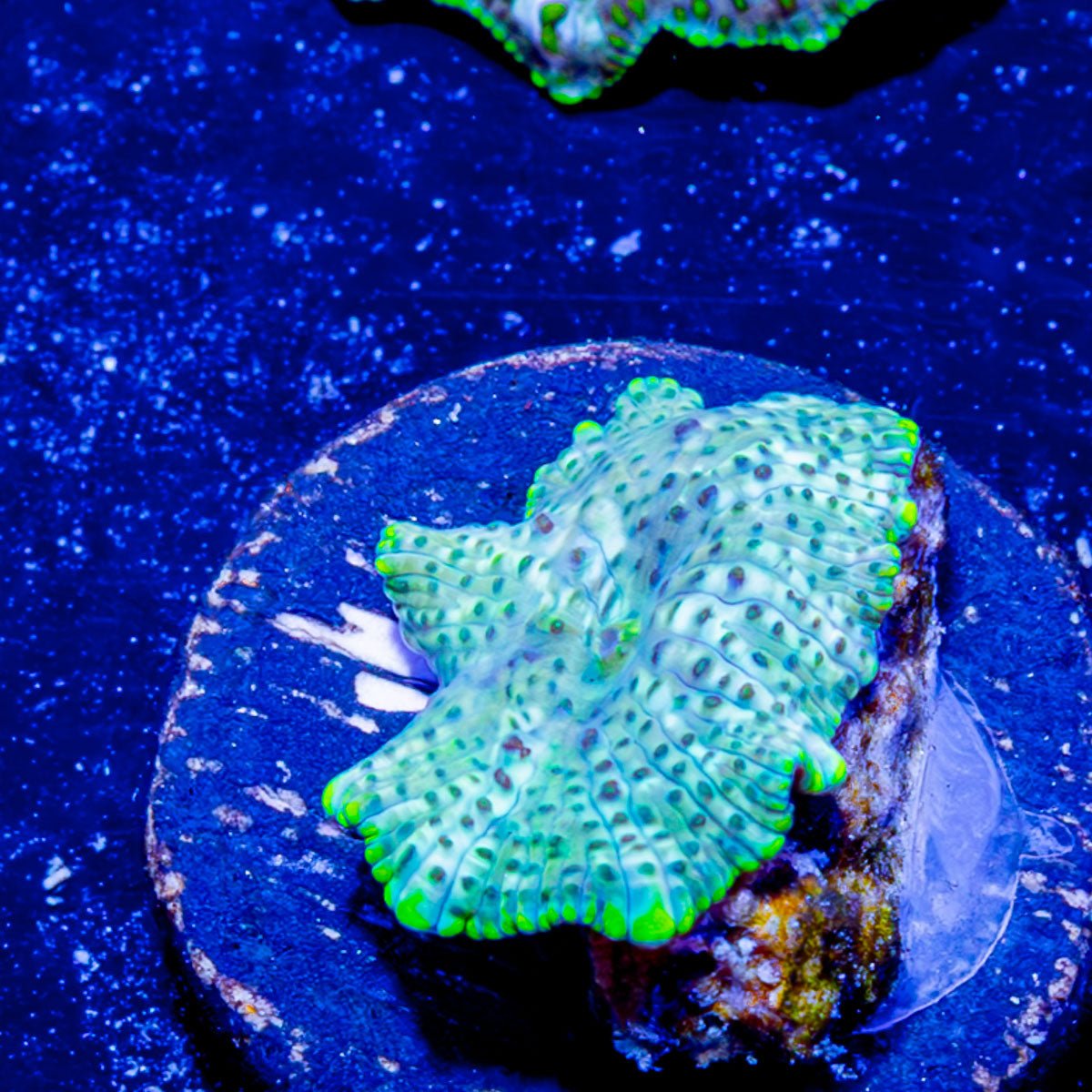 Green Leopard Mushroom - riptide aquaculture llc