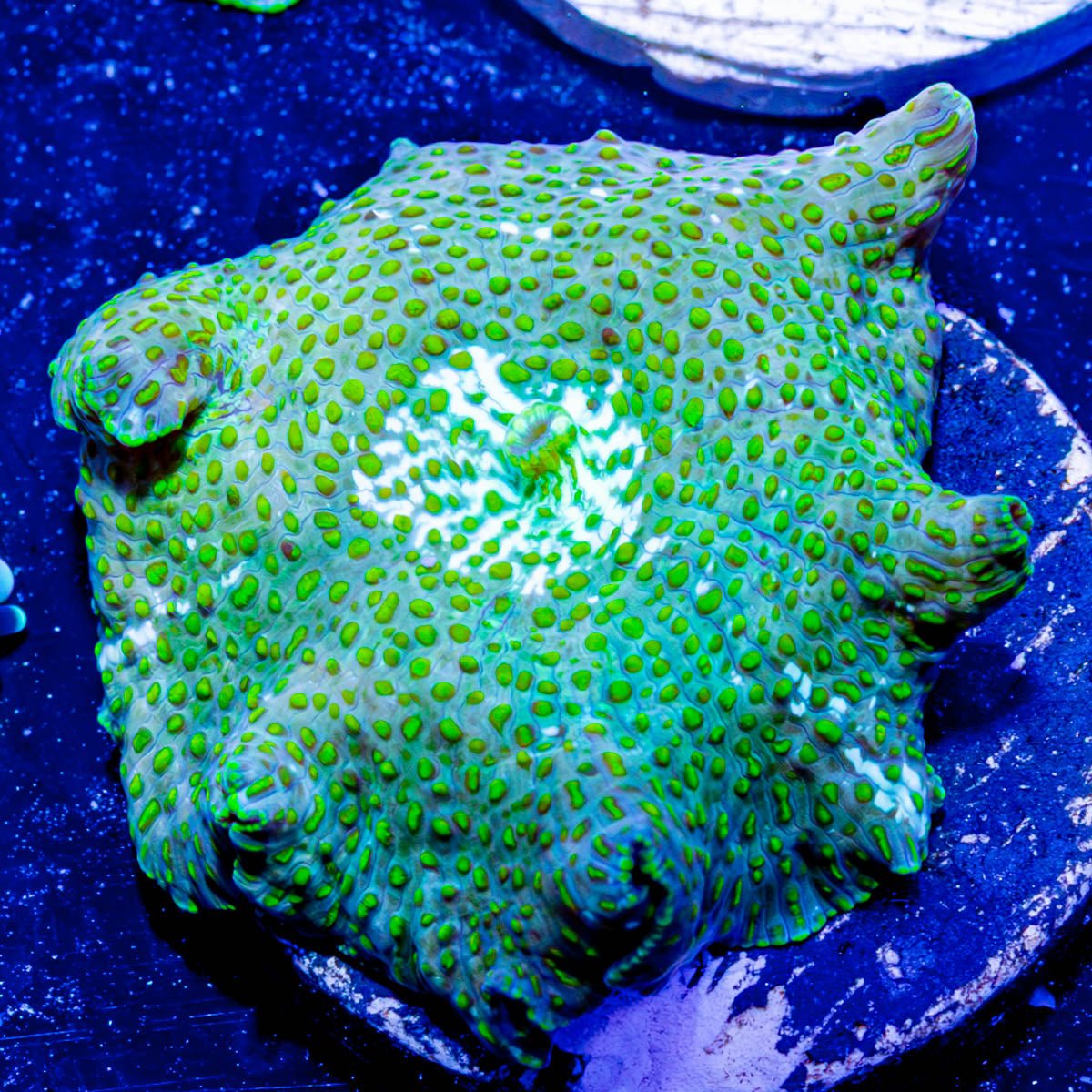 Green Leopard Mushroom - riptide aquaculture llc