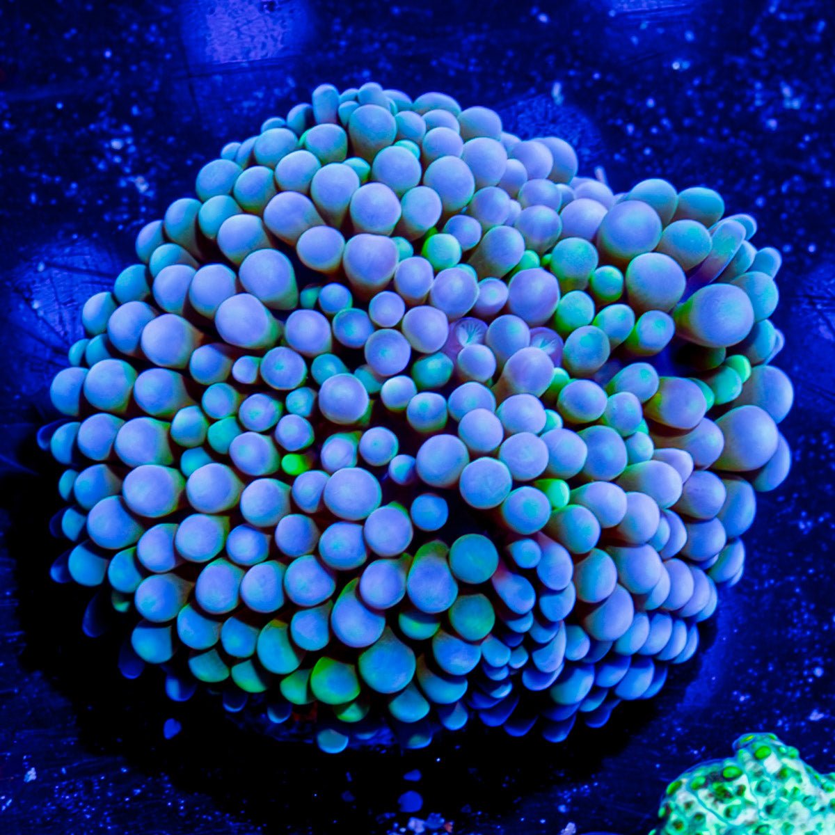 Blue Green Ricordea Mushroom - riptide aquaculture llc