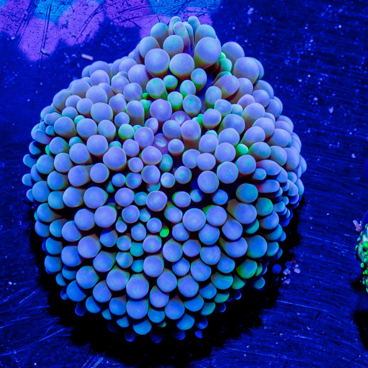 Blue Green Ricordea Mushroom - riptide aquaculture llc