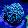 Blue Green Ricordea Mushroom - riptide aquaculture llc
