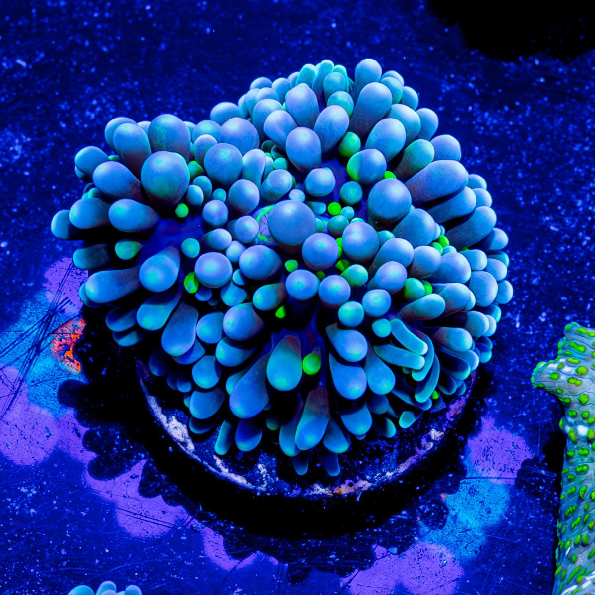 Blue Green Ricordea Mushroom - riptide aquaculture llc