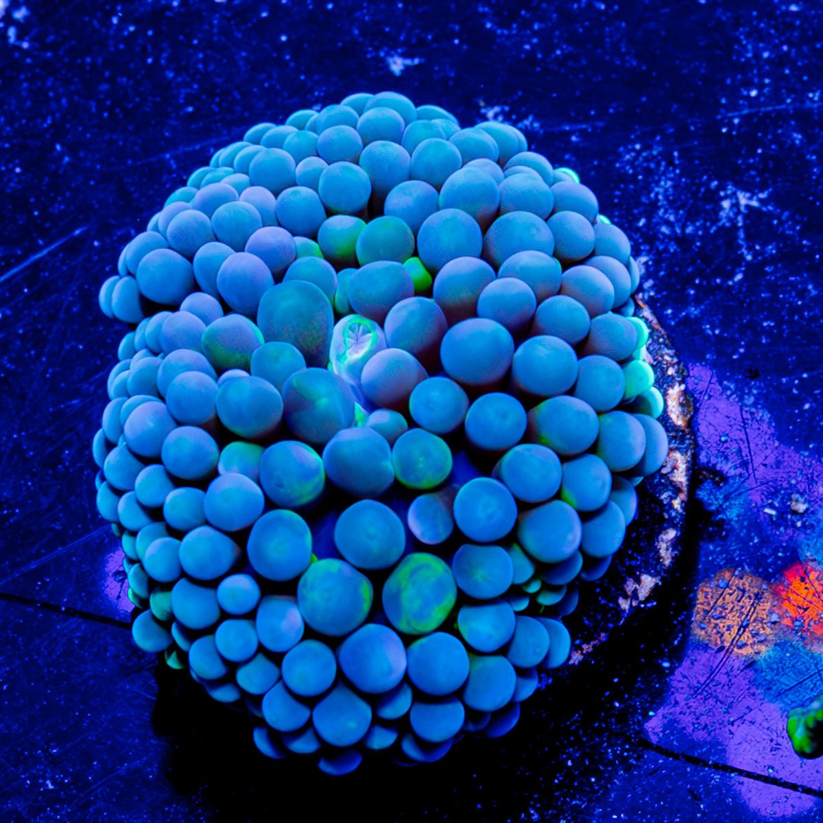 Blue Green Ricordea Mushroom - riptide aquaculture llc