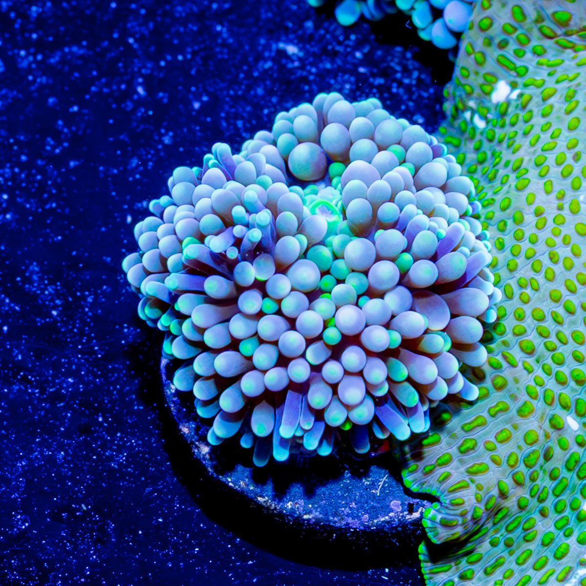 Blue Green Ricordea Mushroom - riptide aquaculture llc