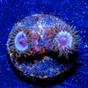 Miami Vice Zoanthid - riptide aquaculture llc