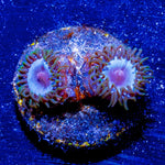 Miami Vice Zoanthid - riptide aquaculture llc