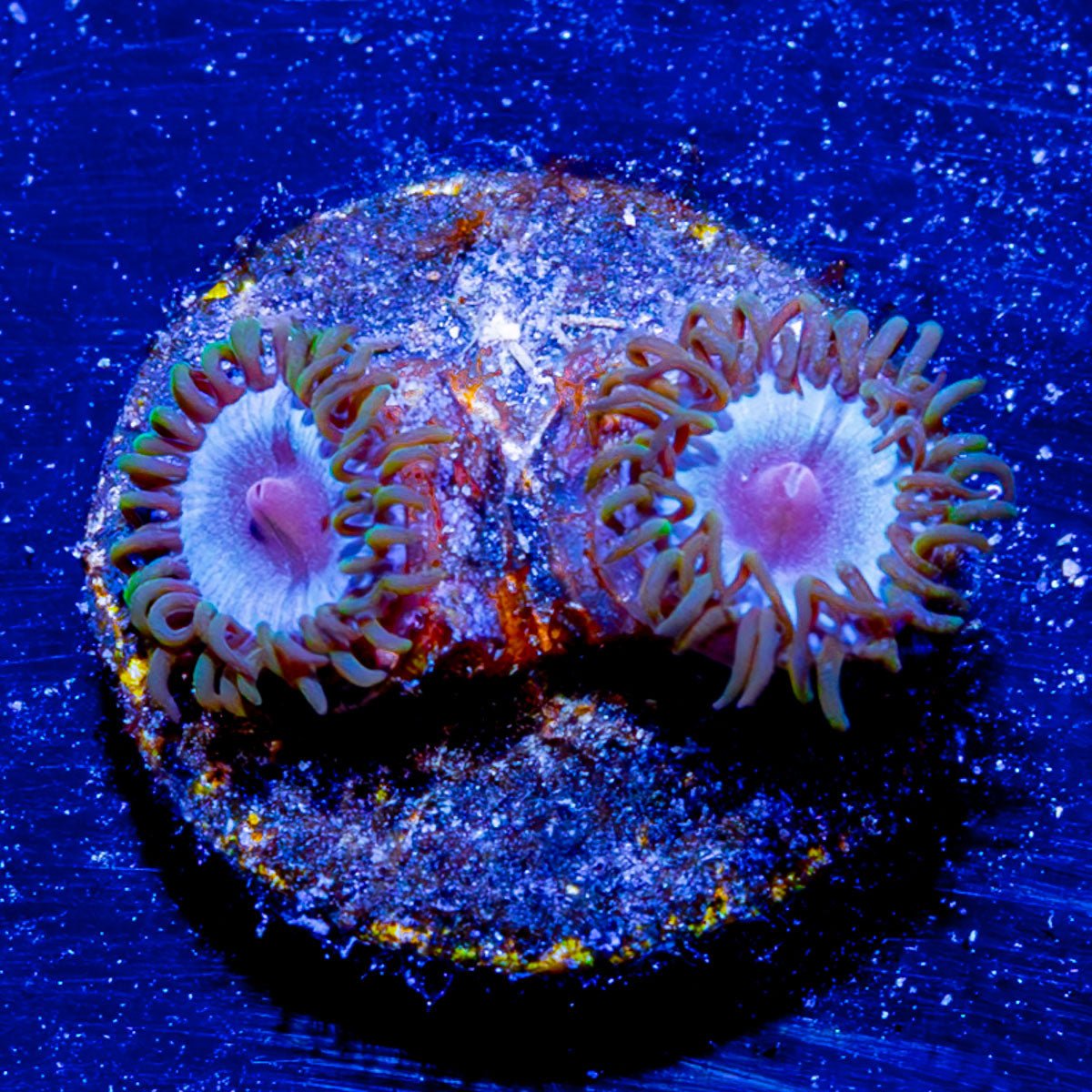 Miami Vice Zoanthid - riptide aquaculture llc