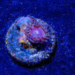 Fruit Ninja Zoanthid - riptide aquaculture llc