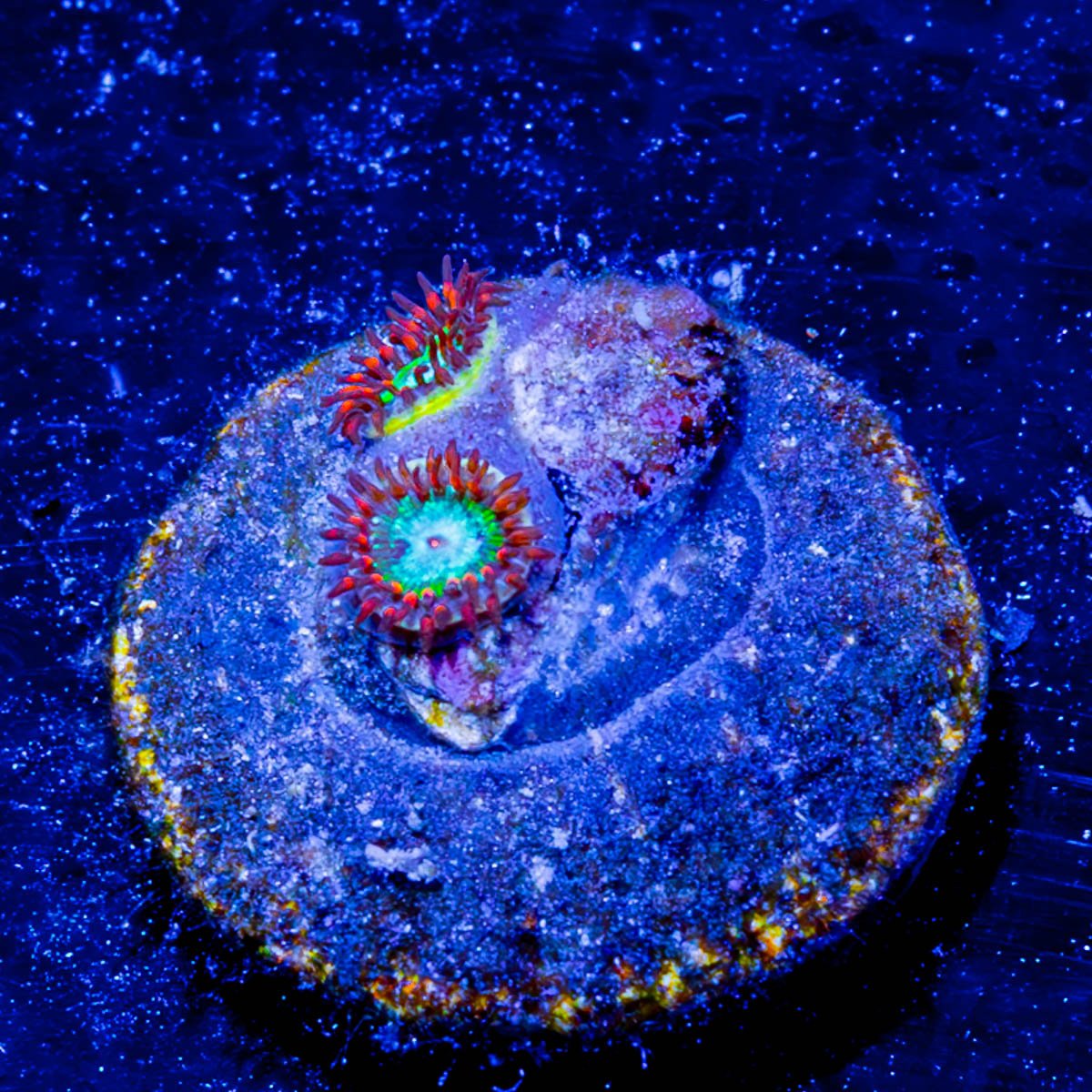 Valyrian Steel Zoanthids - riptide aquaculture llc