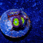 Sunny D Zoanthid - riptide aquaculture llc
