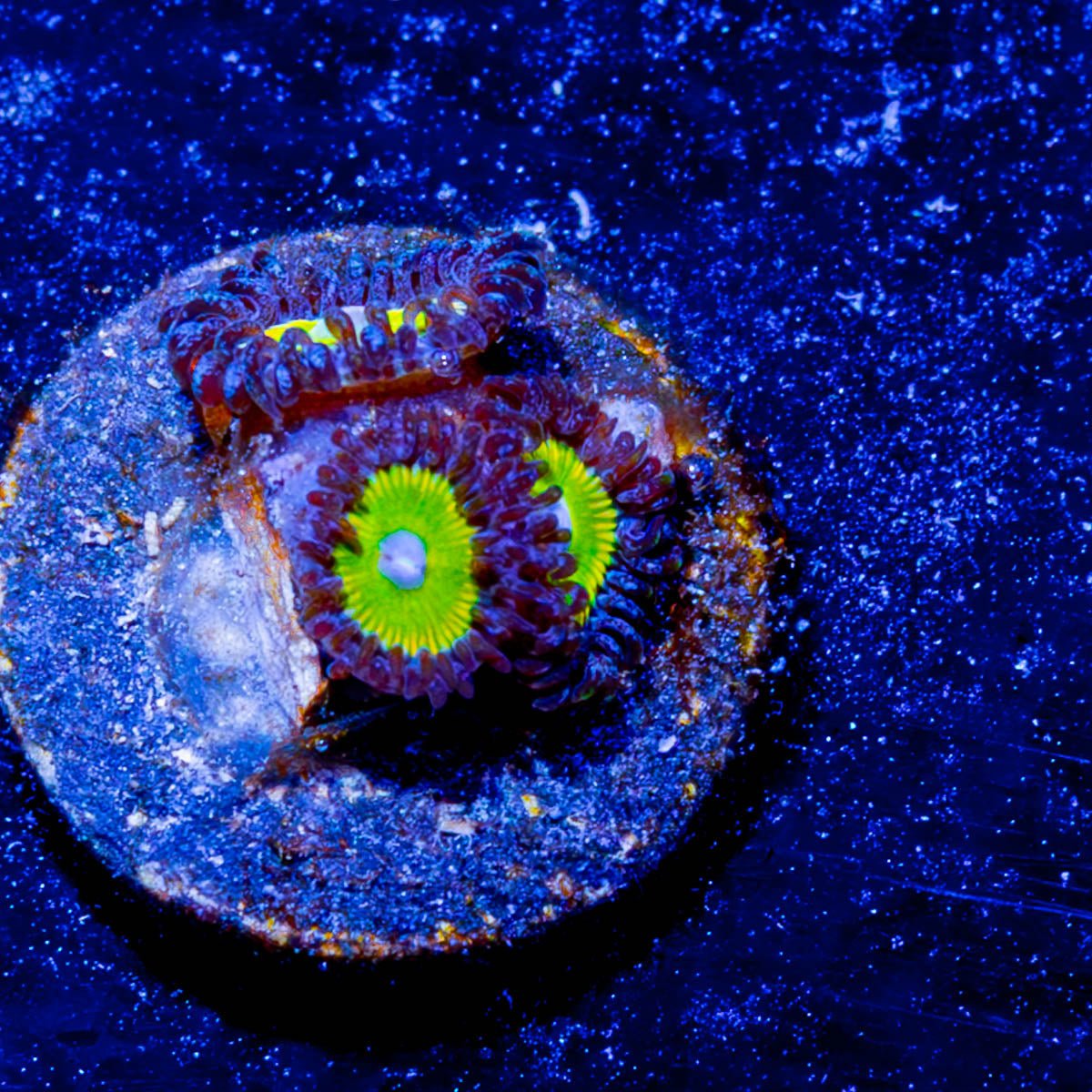 Sunny D Zoanthid - riptide aquaculture llc
