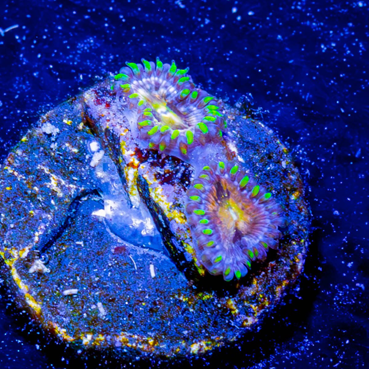 NirvanaZoanthid - riptide aquaculture llc