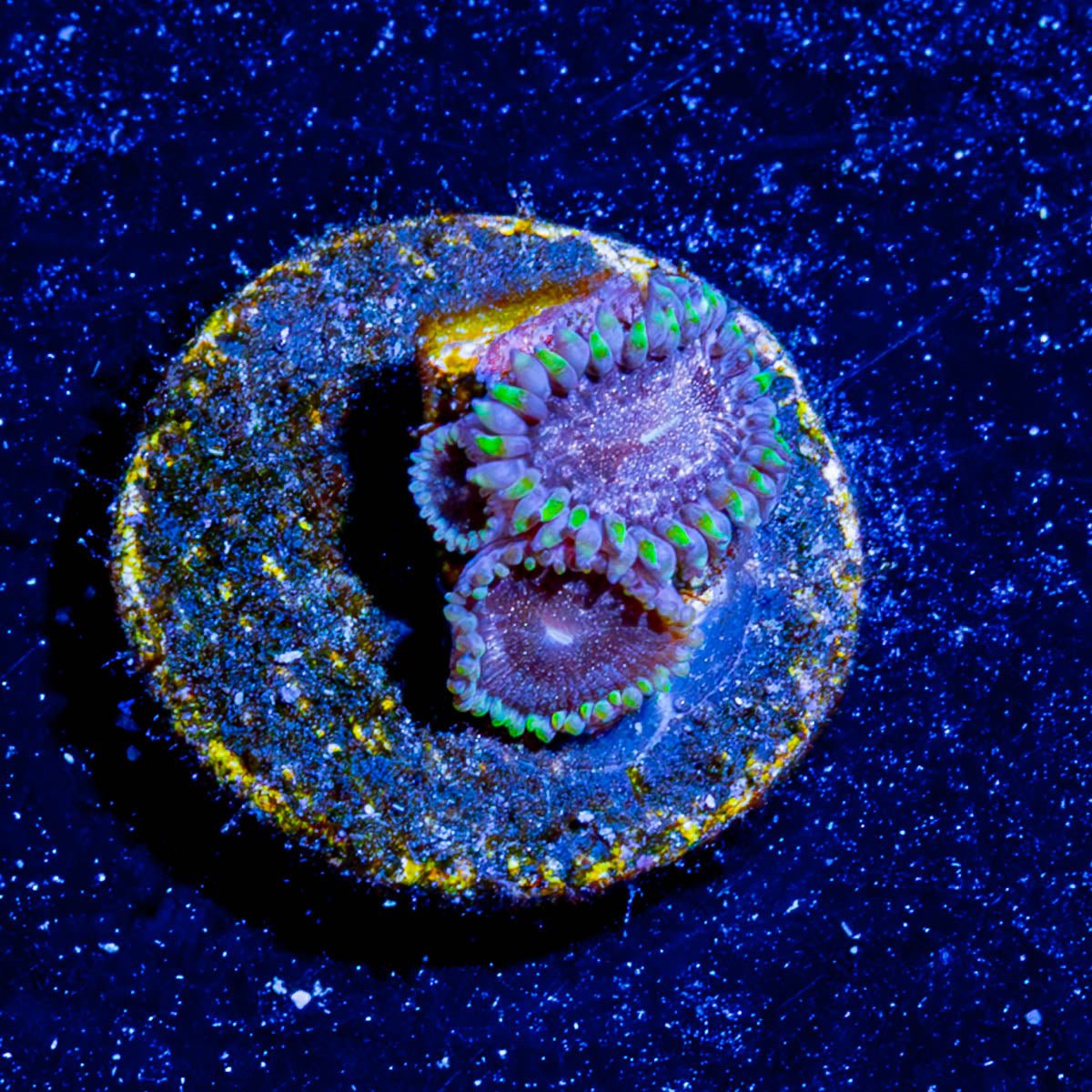 Space Jam Zoanthid - riptide aquaculture llc