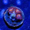 Jamba Juice Zoanthid - riptide aquaculture llc