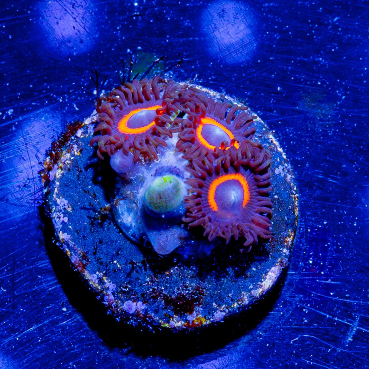 Jamba Juice Zoanthid - riptide aquaculture llc