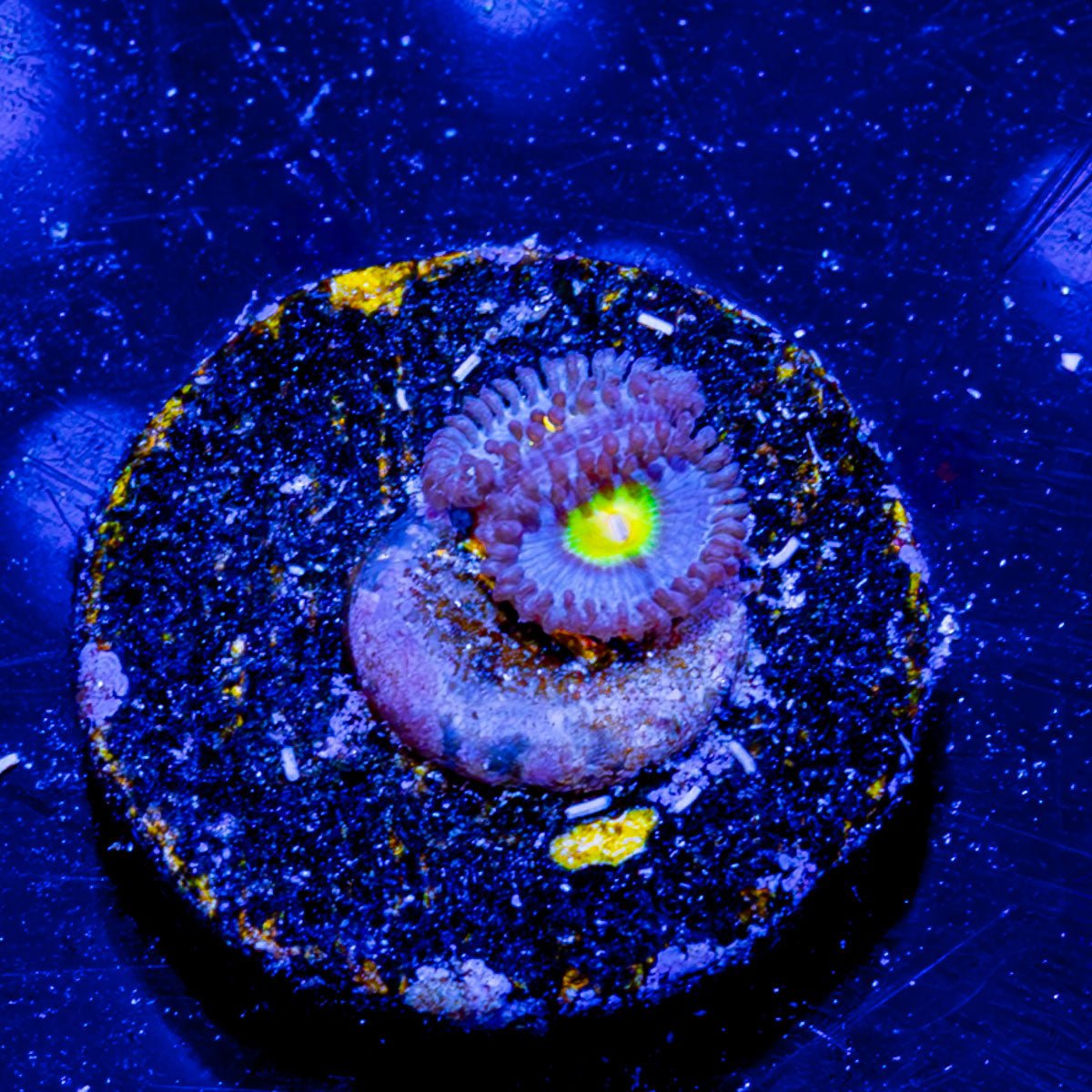 AOI Zoanthid - riptide aquaculture llc