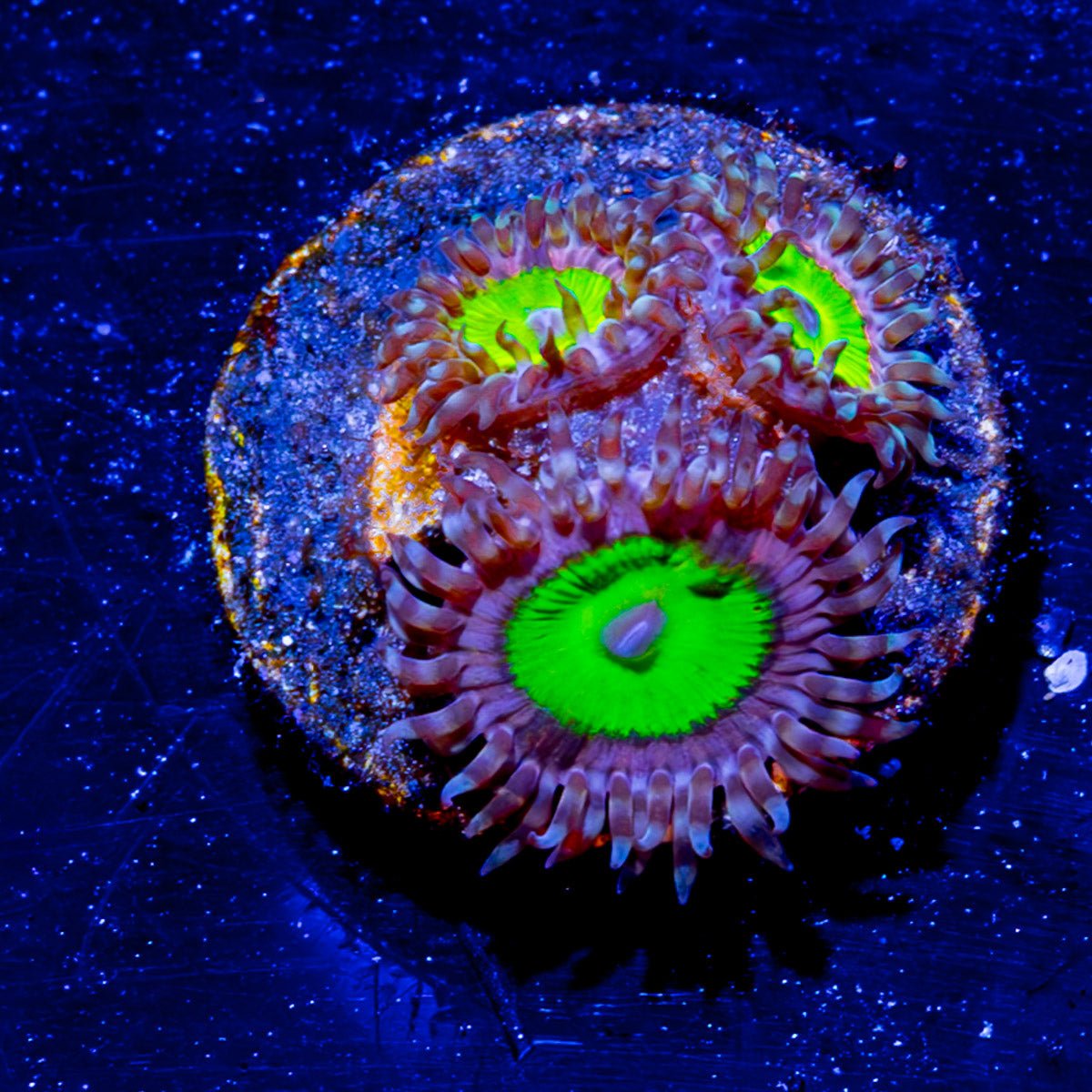 Pink Elephant Zoanthid - riptide aquaculture llc