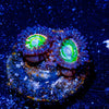 Funny D Zoanthid - riptide aquaculture llc