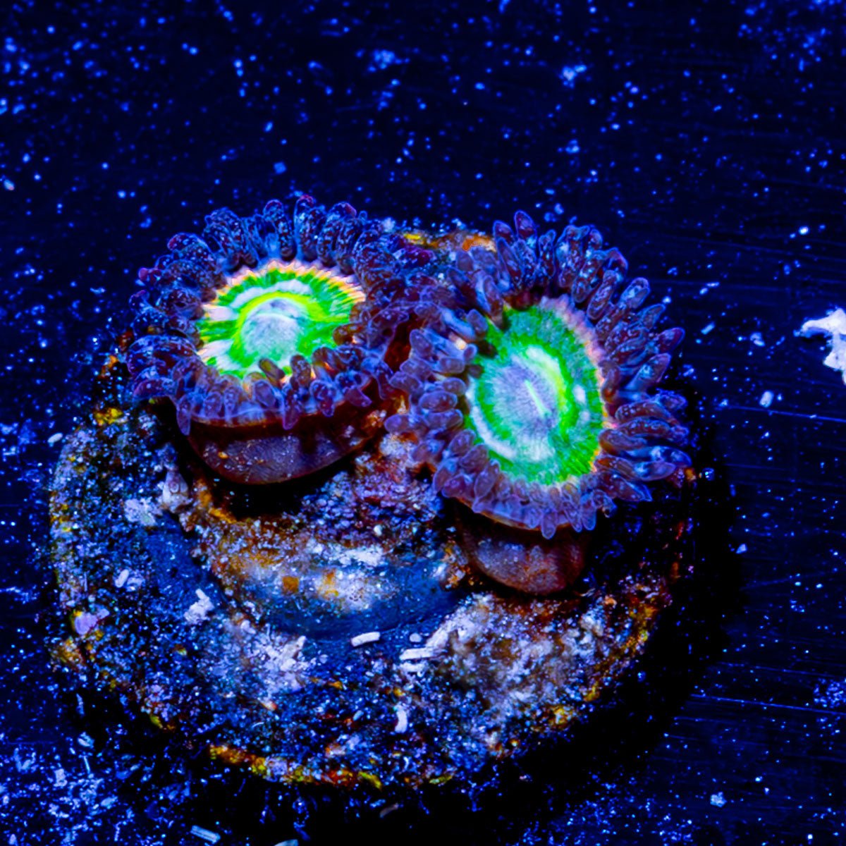 Funny D Zoanthid - riptide aquaculture llc