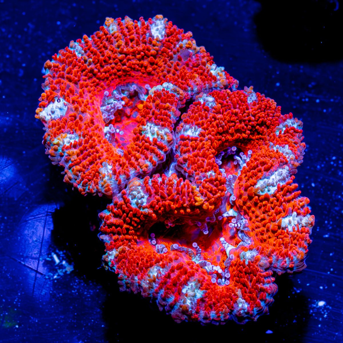 Acan / Micromussa - riptide aquaculture llc