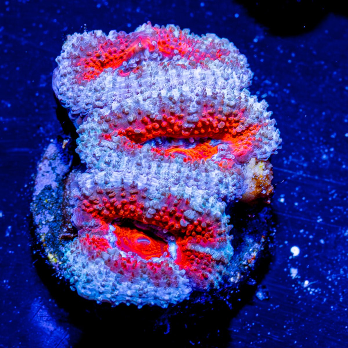 Acan / Micromussa - riptide aquaculture llc