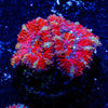 Acan / Micromussa - riptide aquaculture llc