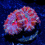 Acan / Micromussa - riptide aquaculture llc