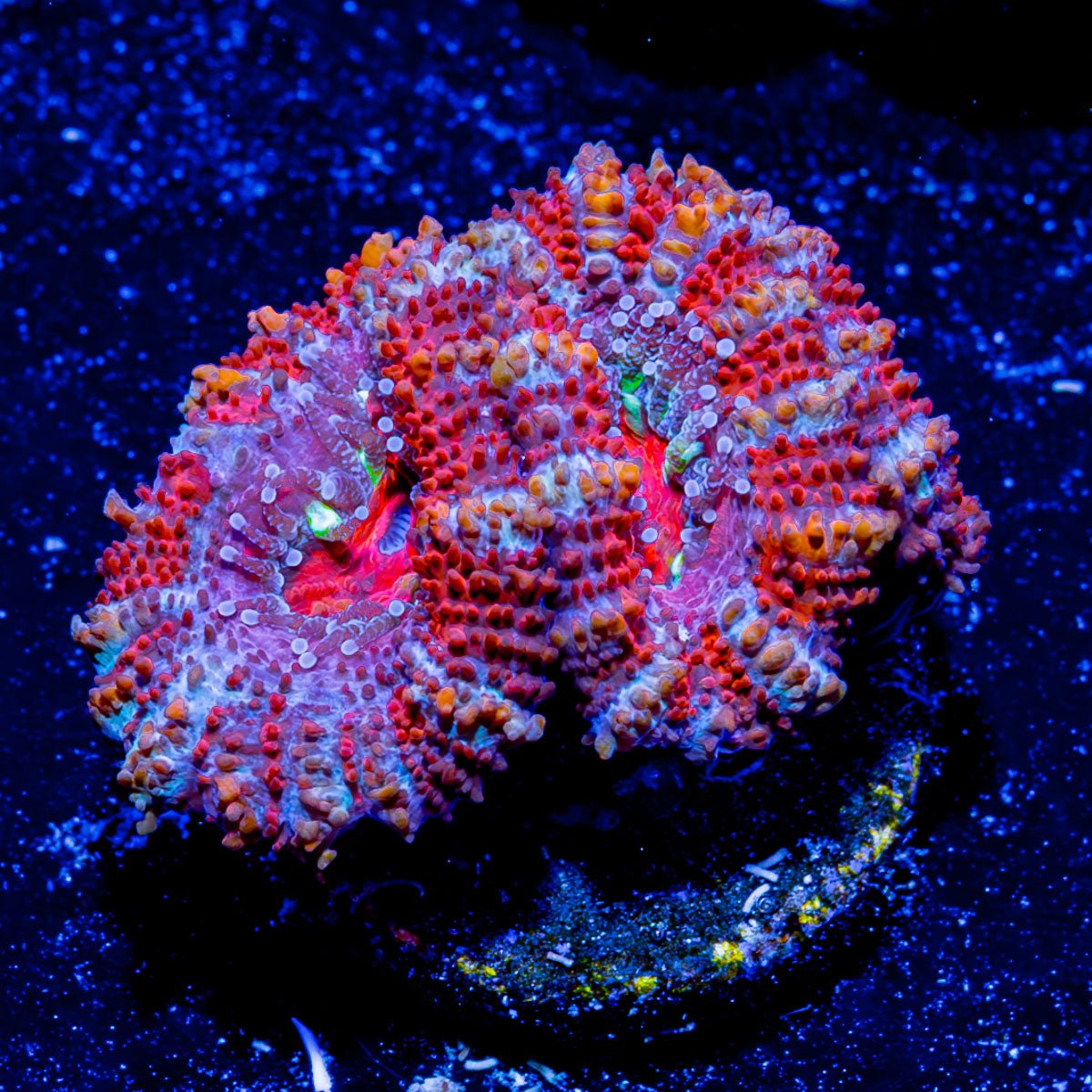 Acan / Micromussa - riptide aquaculture llc