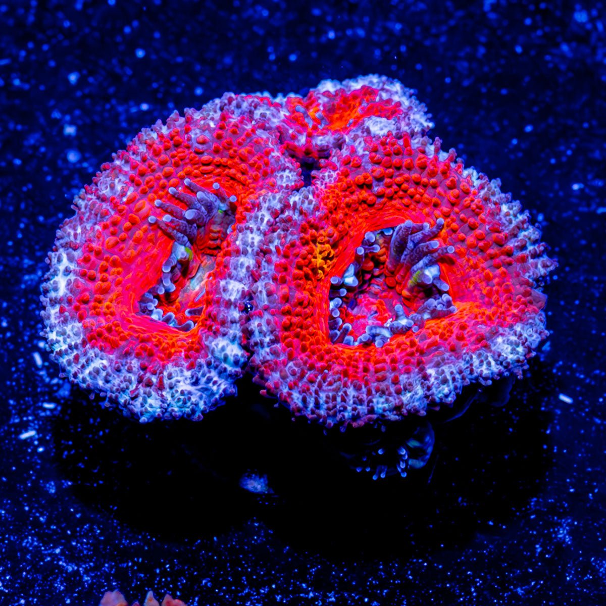 Acan / Micromussa - riptide aquaculture llc