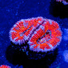 Acan / Micromussa - riptide aquaculture llc