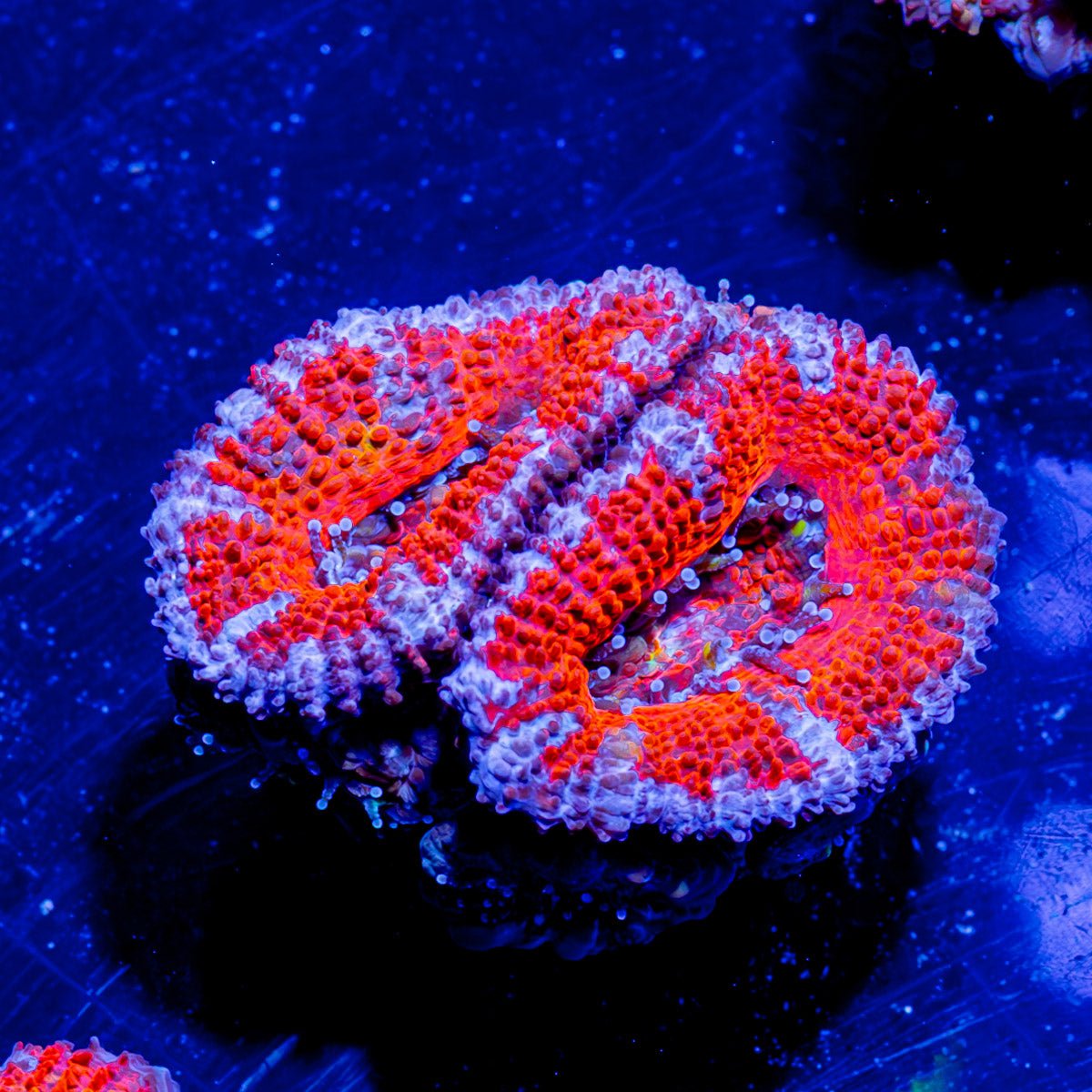 Acan / Micromussa - riptide aquaculture llc