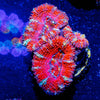 Acan / Micromussa - riptide aquaculture llc