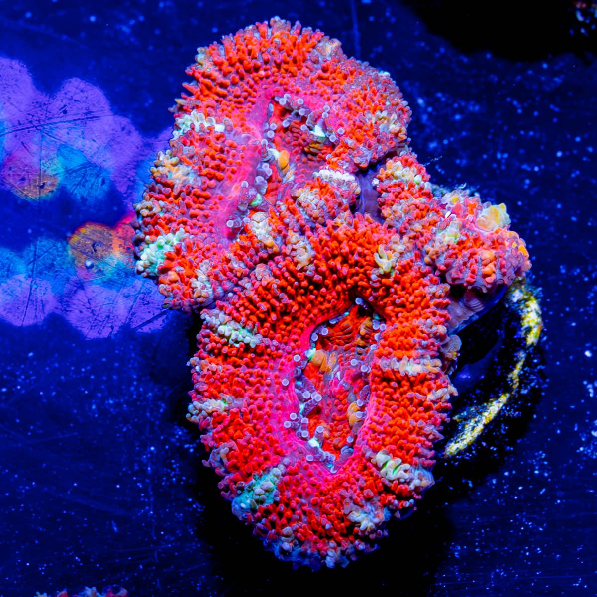 Acan / Micromussa - riptide aquaculture llc