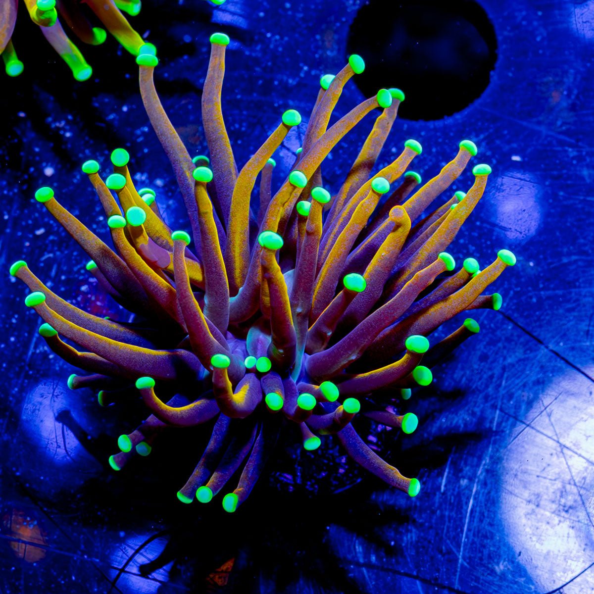 21 Tails Torch - riptide aquaculture llc