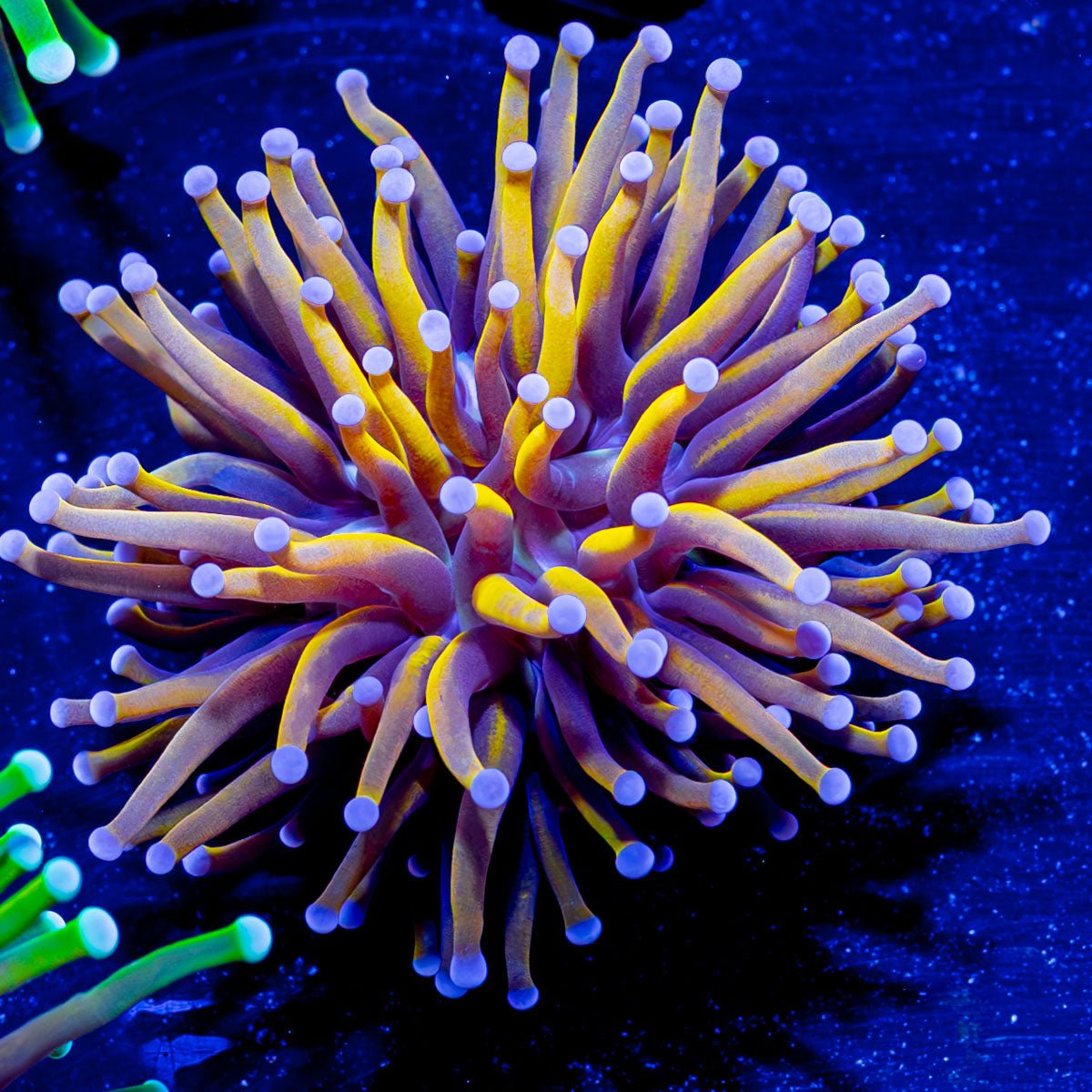21 Tails Torch - riptide aquaculture llc