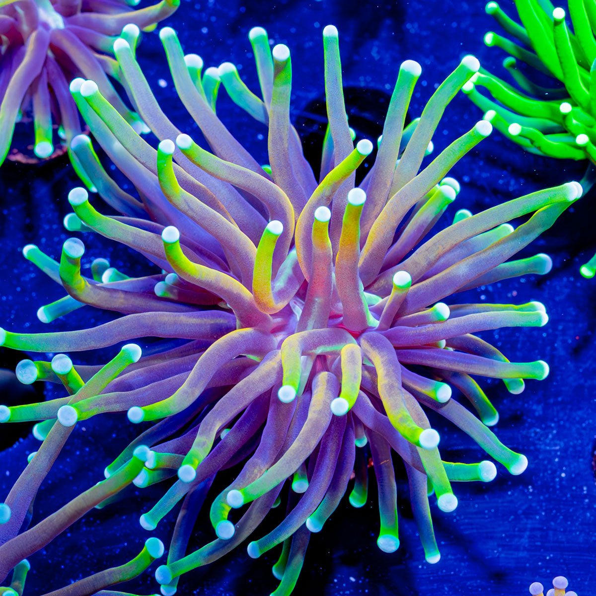 21 Tails Torch - riptide aquaculture llc