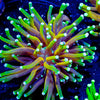 21 Tails Torch - riptide aquaculture llc