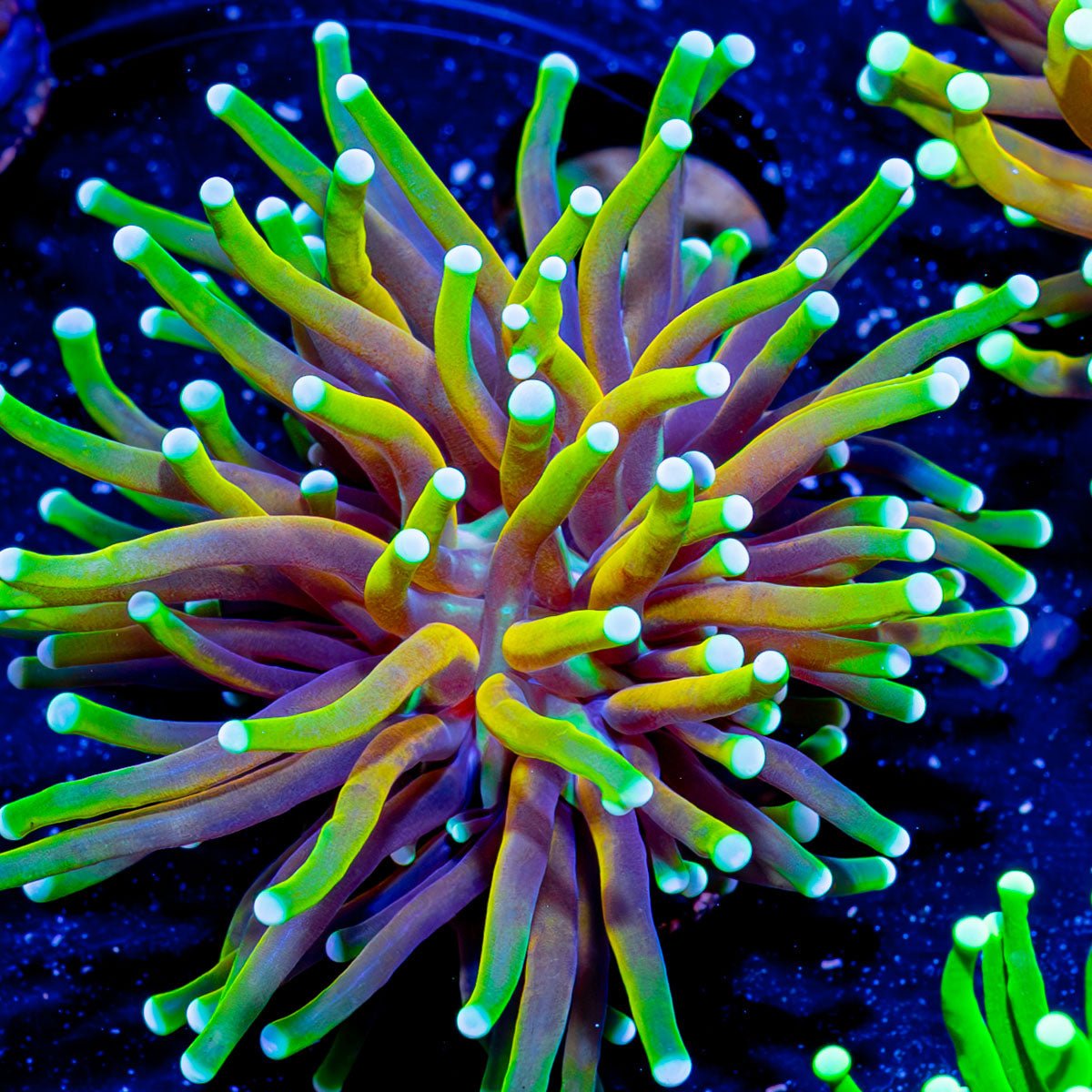 21 Tails Torch - riptide aquaculture llc