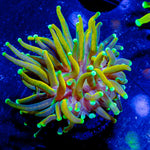 Sun Drop Torch - riptide aquaculture llc
