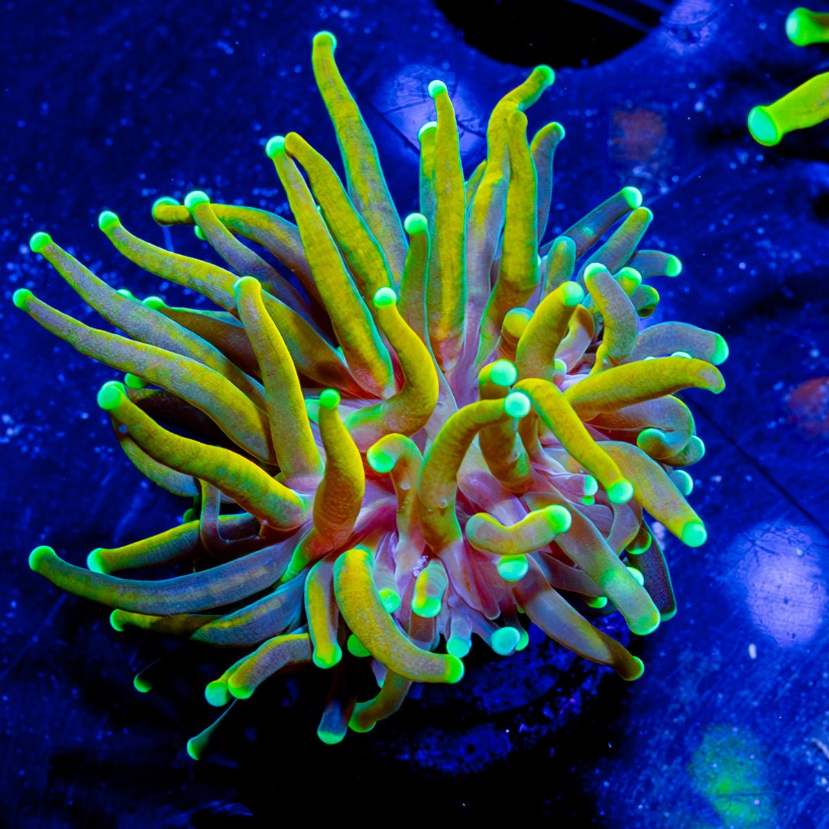 Sun Drop Torch - riptide aquaculture llc