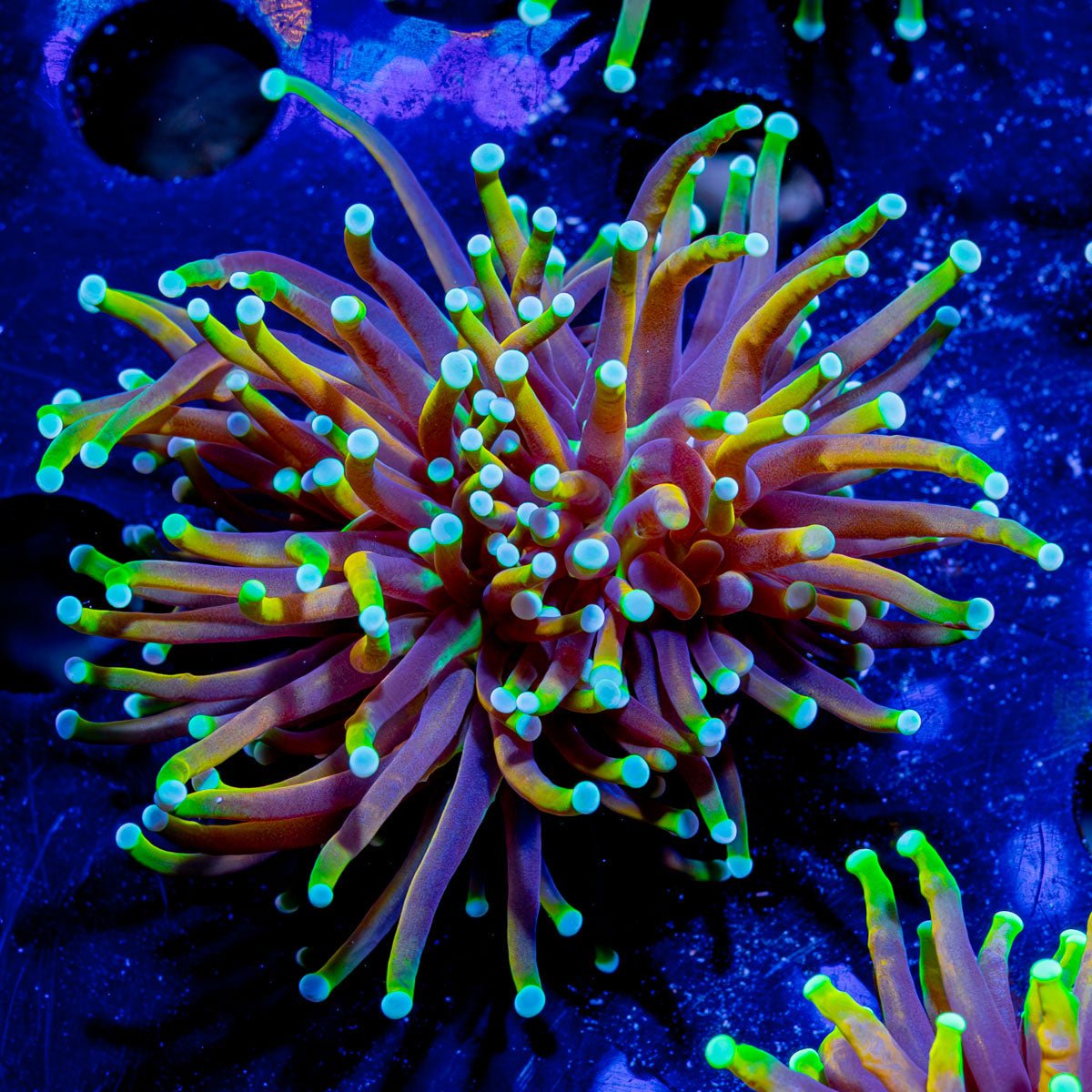 Splitting 21 Tails Torch - riptide aquaculture llc