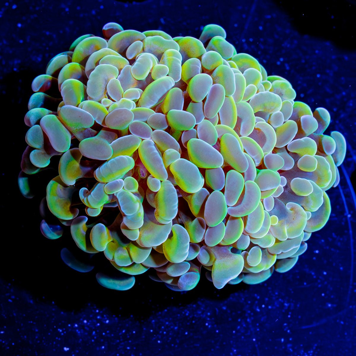 Assorted Branching Hammer - Cultured - riptide aquaculture llc