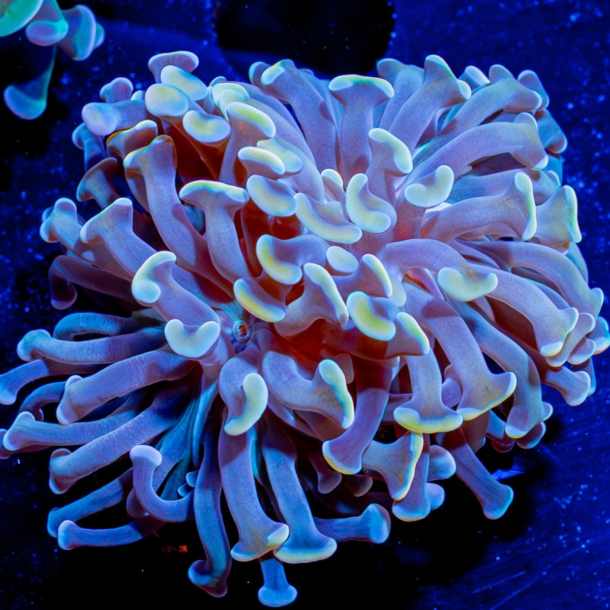 Assorted Branching Hammer - Cultured - riptide aquaculture llc